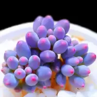 多肉植物盆栽稀有大颗室内可爱好养易活组合套餐桃蛋红带盆土