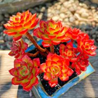 蒂亚多肉植物老桩多头群生多肉植物小老桩大老桩花卉绿植