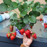 草莓盆栽草莓带盆培育好[包活约20天开花结果]草莓苗阳台盆栽