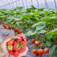 四季草莓苗盆栽带土带果带花当年结果食用红颜牛奶草莓秧阳台带盆