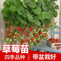 奶油盆栽带盆带土桃熏天使红颜四季结果南方阳台露天种植苗