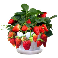 四季盆栽带土带果带花当年结果食用红颜牛奶草莓秧阳台带盆