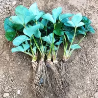 四季盆栽食用带盆带土阳台奶油果树果苗种植苗南方当年结果