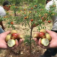 枣树活苗沾化冬枣嫁接特大甜早脆王枣子树苗南方北方种植当年结果