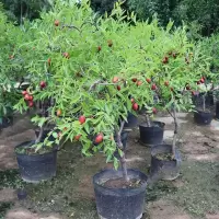 嫁接枣树苗南方特大地栽庭院盆栽阳台沾化冬枣南当年结果北方种植