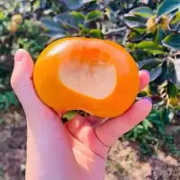 柿子苗嫁接柿子树苗脆甜柿子苗耐寒盆栽地栽南方北方种植当年结果
