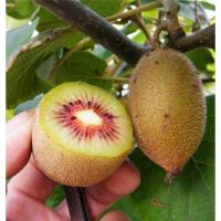 猕猴桃树苗地栽庭院盆栽阳台红心黄心徐香软枣当年结果南北方种植