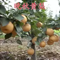 嫁接梨树苗 晚秋黄梨 南方北方种植果树盆栽地栽特大梨树当年结果