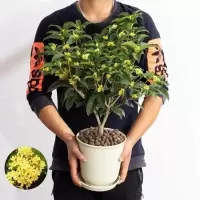 桂花树苗盆栽好养四季开花卉耐寒浓香型室内外阳台客厅庭院绿植物