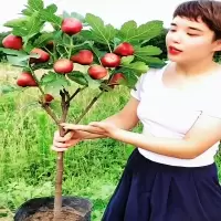 无花果树果苗盆栽地四季种植特大波姬红当年结果南北方无花果树苗