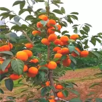 石榴树苗突尼斯软籽柿子树苗南北方种植盆地栽甜柿子苗石榴