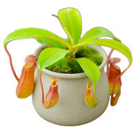 红瓶猪笼草食虫植物盆栽储水驱蚊草捕蝇草卧室内种子