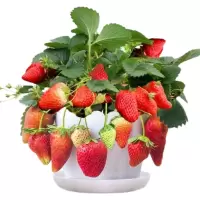 草莓种籽子水果苗四季结果室内外易活蔬菜水果盆栽植物花种子籽子