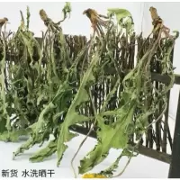 纯浦蒲公英茶整棵带根天然去结节泡水泡茶婆婆丁正宗干货250g
