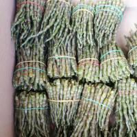 铁皮石斛新鲜条长条 短条 现摘现发保证新鲜 小胖墩短条高胶质(5-15cm) 新鲜条250g(半斤推荐装)