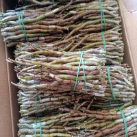 铁皮石斛新鲜条长条 短条 现摘现发保证新鲜 红杆高胶质短粗条(5-15cm) 新鲜条250g(半斤推荐装)