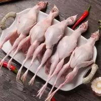 鲜活放血[新鲜挑体鹌鹑]鲜活速冻鹌鹑肉红烧鱼炸炖汤 精选大号肥 30只装