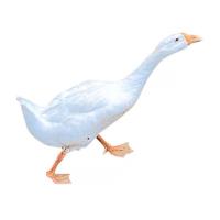 农家河边散养大鹅白条鹅嫩鹅新鲜现杀后整只鹅肉特大鹅 散养嫩鹅杀好9-10斤