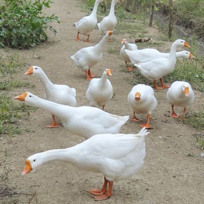 鹅笨鹅青年鹅整只大白鹅嫩鹅超大农家散养新鲜大鹅鹅肉 五斤左右整只送料包