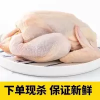 散养三黄鸡批发白条鸡农家老母鸡现宰活杀土鸡笨柴鸡 三只装[650g/只]小号