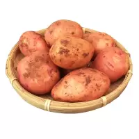 云南红皮小土豆新鲜洋芋新鲜红皮黄心土豆批发农家自种新鲜蔬菜果 [中果]10斤装