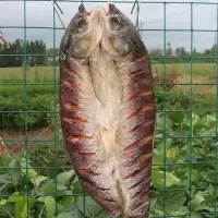 腊鱼湖北特产风干鱼咸鱼干腌制淡水鱼阳干草鱼块农家自制干货水产