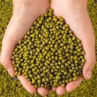 绿豆东北农家新绿豆绿豆粥绿豆汤笨绿豆发豆芽绿豆糕