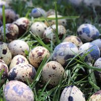 新鲜生鹌鹑蛋150枚 散养新鲜鹌鹑蛋生鲜粮杂喂养生的鹌鹑蛋宝宝孕