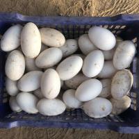 120-140g/个 12枚装 新鲜鹅蛋农家杂粮喂养散养大鹅蛋宝宝