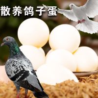 30枚初生蛋12-16克 农家新鲜鸽子蛋初生蛋 五谷杂粮散养喂养鸽蛋