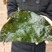 海带头盐渍海带片厚昆布海带丝结海带根海白菜半干货半斤 精品 海带头5斤装(超实惠)