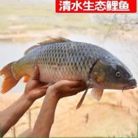 新鲜净膛鲤鱼]江西特产鲜活现杀淡水产鱼鱼段烧烤水煮鱼 净膛1200克-1400克一条