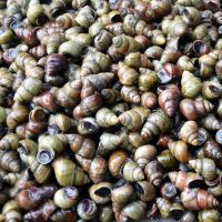 微山湖新鲜田螺 渔民现捞新鲜清水田螺山东产地直发包活 10斤批发