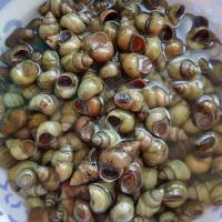 正宗微山湖田螺鲜活 螺丝 现捞 包活螺狮 生鲜三斤