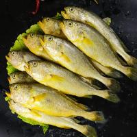 深海黄花鱼 小黄鱼整箱5斤新鲜冷冻鲜活水产鱼类海鱼生鲜