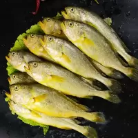 深海黄花鱼 小黄鱼整箱5斤新鲜冷冻鲜活水产鱼类海鱼生鲜