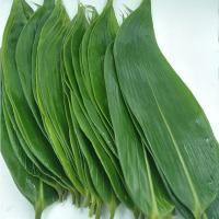干湿粽叶新鲜粽子叶批发真空大号粽粑叶棕叶子送粽绳