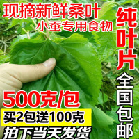 桑叶新鲜小蚕嫩桑叶蚕宝宝饲料桑叶新鲜树苗桑叶叶大农家自种蚕桑