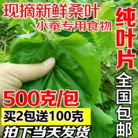 桑叶新鲜小蚕嫩桑叶蚕宝宝饲料桑叶新鲜树苗桑叶叶大农家自种蚕桑
