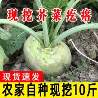 辣菜疙瘩新鲜芥菜疙瘩大头菜咸下饭菜芥菜丝农家蔬菜