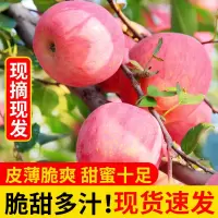 正宗果园烟台红富士苹果当季新鲜水果 整箱批发