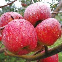 丑苹果冰糖心新鲜水果批发整箱5/10斤脆甜红富士平果