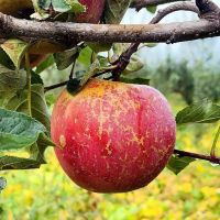 四川大凉山盐源冰糖心红富士丑苹果新鲜当季水果整箱