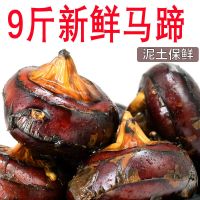 湛航 新鲜马蹄荸荠大地梨地栗子农家果子时令水果新鲜红马蹄果当季