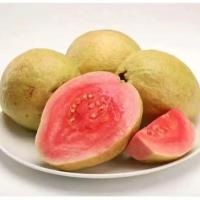 湛航 广西软心红心番石榴芭乐新鲜水果白心软芭乐香软糯