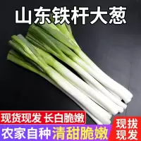 湛航 [店铺上新]山东潍坊新鲜去叶铁杆大葱农家自种地头发货