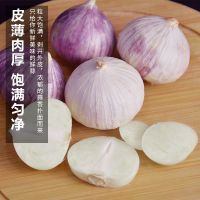 湛航 云南独头紫皮大蒜头批发干蒜批发价蒜头祘子