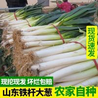 湛航 大葱批发山东铁杆大葱农家自种新鲜绿葱香葱