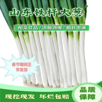 湛航 大葱批发山东铁杆大葱新鲜绿葱香葱