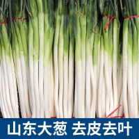 湛航 山东大葱新鲜铁杆大葱白甜葱正宗蔬菜3斤批发价